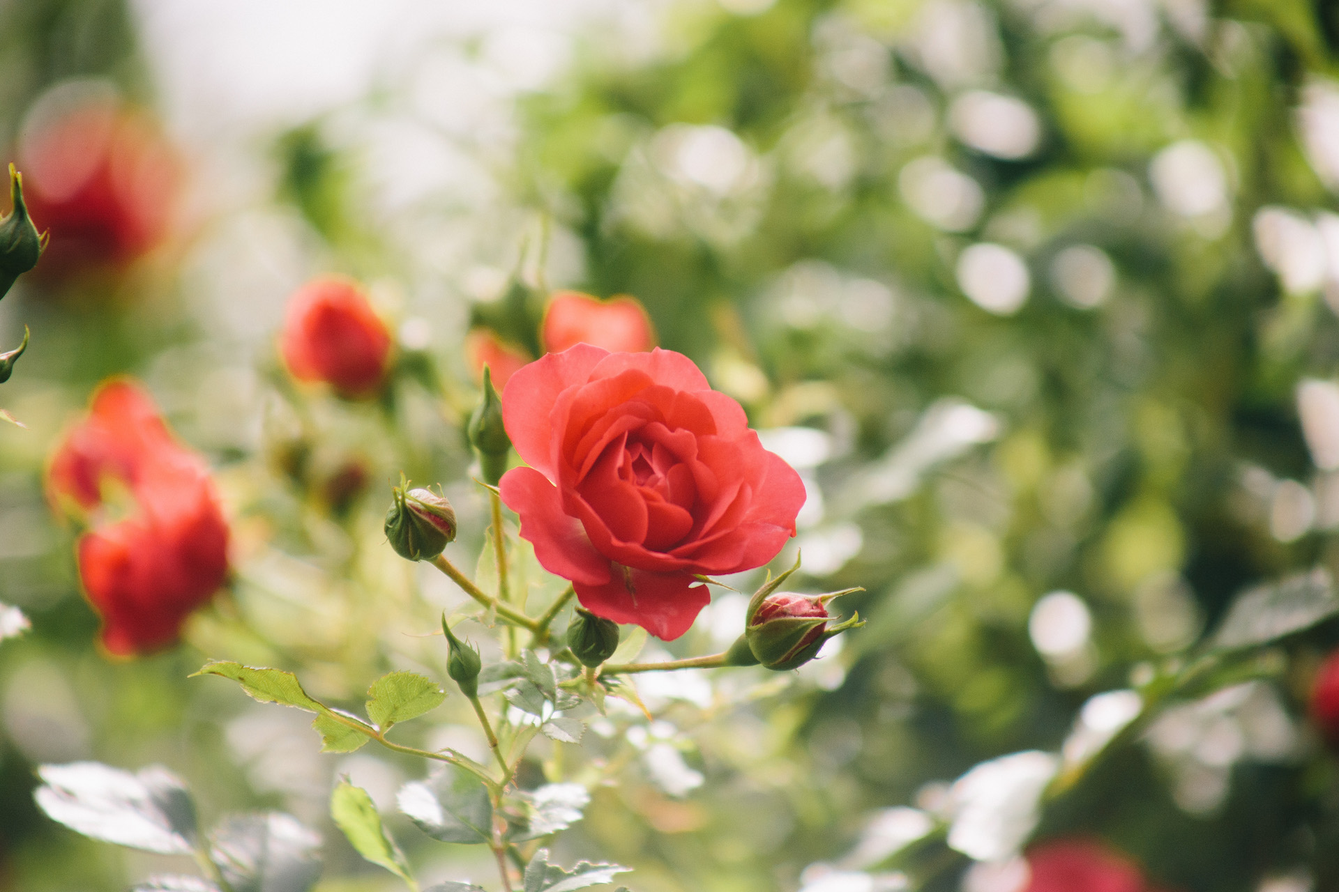 big top Rose rot.jpg