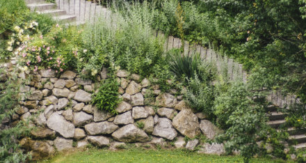 Gartenpflege Anleitunge 440x235.jpg