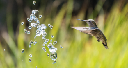 440x235 Vogle und Wasser.jpg